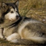 מלמוט (אלסקן) – Alaskan Malamute