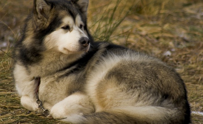 מלמוט (אלסקן) – Alaskan Malamute