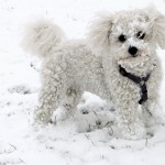 בישון פריזה – Bichon Frise