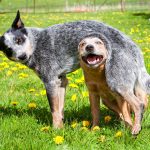 כלב בקר אוסטרלי – Australian Cattle Dog