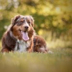 רועה אוסטרלי – Australian Shepherd