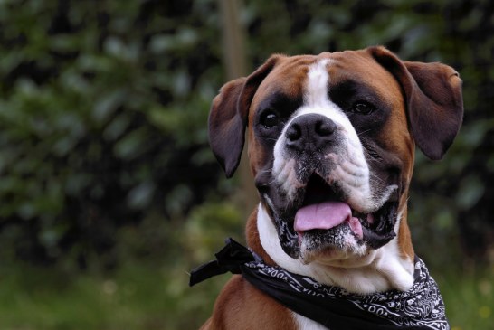 בוקסר – Boxer