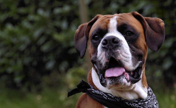 בוקסר – Boxer