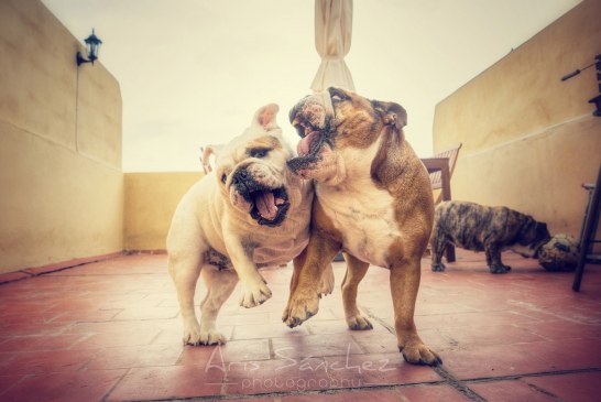 בולדוג – Bulldog