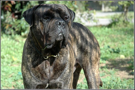 בולמאסטיף – Bullmastiff