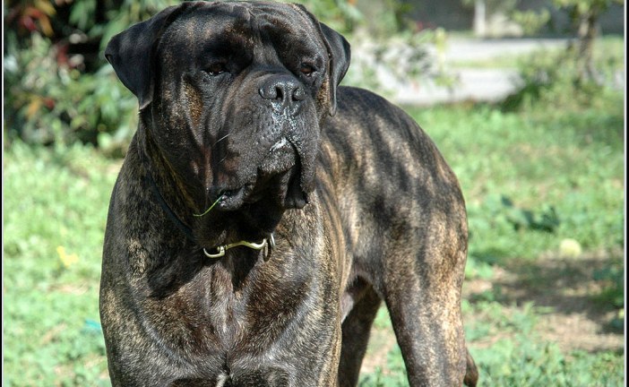 בולמאסטיף – Bullmastiff
