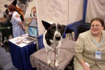 כנעני – Canaan Dog