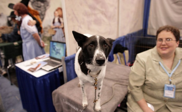 כנעני – Canaan Dog