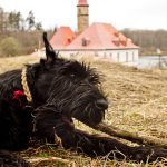 שנאוצר ענק – Giant Schnauzer
