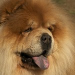 צ'או צ'או – Chow Chow