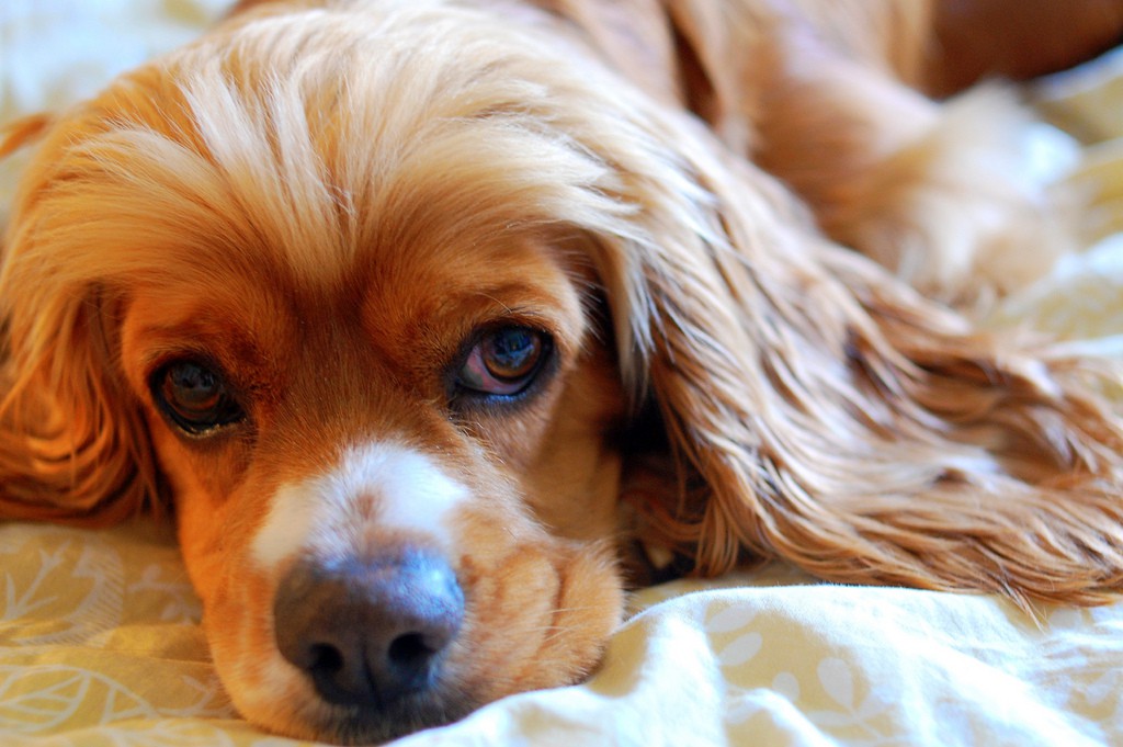 כלב גזע קוקר ספאנייל