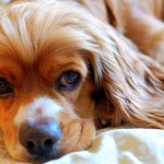 קוקר ספאנייל – Cocker Spaniel