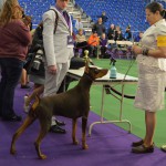 דוברמן פינצ'ר – Doberman Pinscher