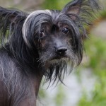 סיני מצויץ – Chinese Crested