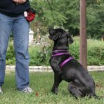 מוטיבציה באילוף כלבים – התיאוריה מאחורי