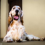 סטר אנגלי – English Setter