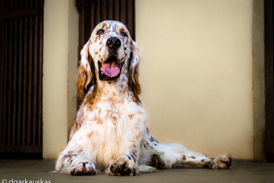 סטר אנגלי – English Setter