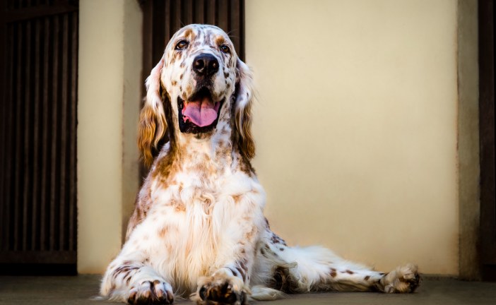 סטר אנגלי – English Setter