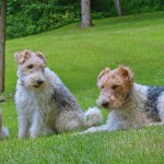 פוקס טרייר – Fox Terrier