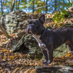 בולדוג צרפתי – French Bulldog