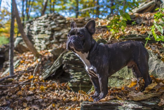 בולדוג צרפתי – French Bulldog