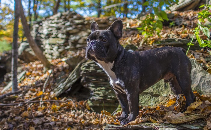 בולדוג צרפתי – French Bulldog