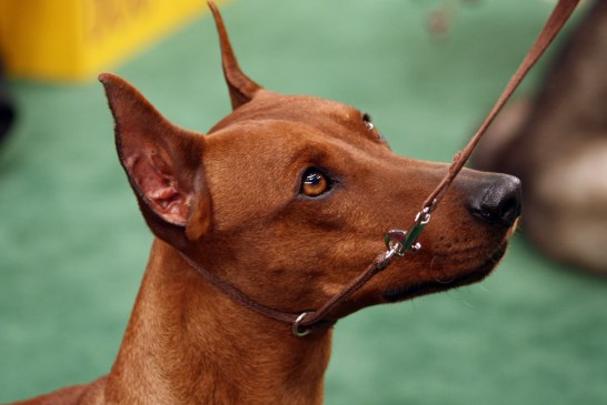 פינצ'ר גרמני – German Pinscher
