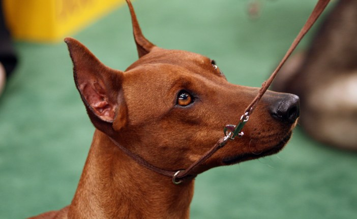 פינצ'ר גרמני – German Pinscher