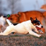 ג'ק ראסל טרייר – Jack Russell Terrier