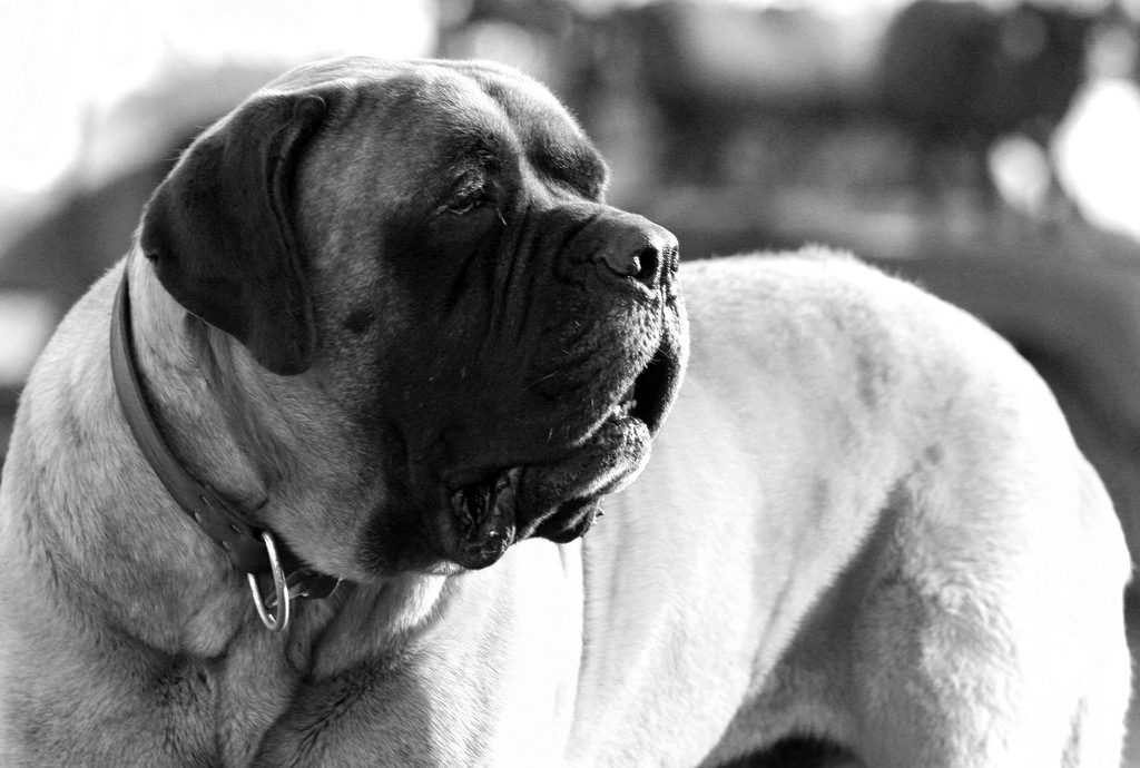 כלב גזע מאסטיף