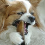 פפיון – Papillon