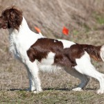 ספרינגר ספאנייל – Springer Spaniel