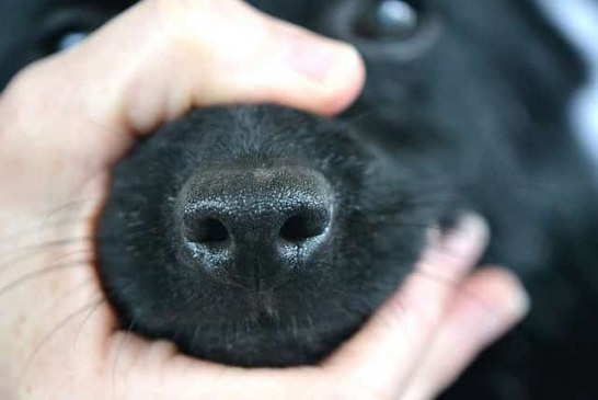 כלבי הרחת פצצות זיהו סרטן הערמונית בדיוק של 95%