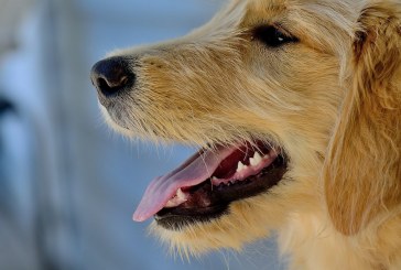 מחקר: טיפול בעזרת כלבים בבית סוהר