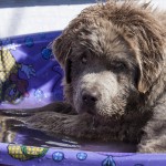 עשר עובדות כלבים אקראיות ושוות במיוחד