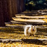 פומרניאן – Pomeranian