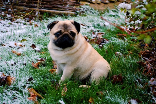 פאג – Pug