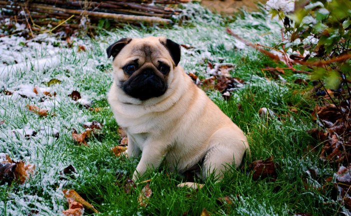 פאג – Pug