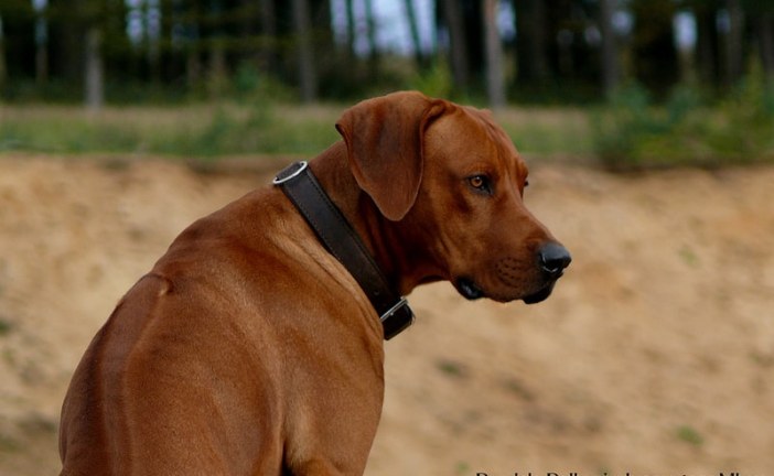 רודיז'אן רידג'בק – Rhodesian Ridgeback