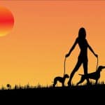 מתי להפסיק לתת אוכל כפרס?