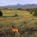 ויסלה – Vizsla