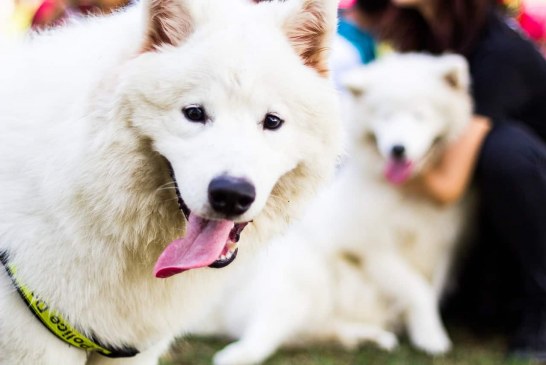 סמויד – Samoyed