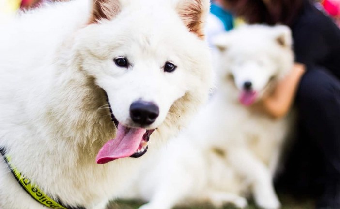 סמויד – Samoyed