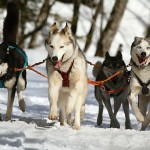 האסקי סיבירי – Siberian Husky