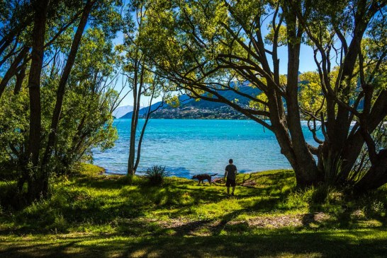 פארק לכלבים: למה זה רעיון בעייתי