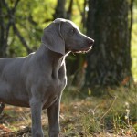 ויימרנר – Weimaraner