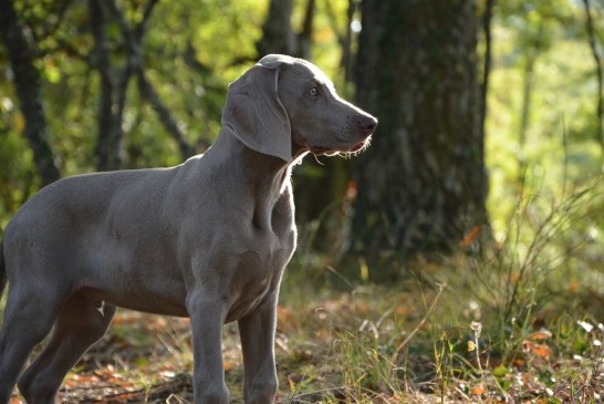 ויימרנר – Weimaraner