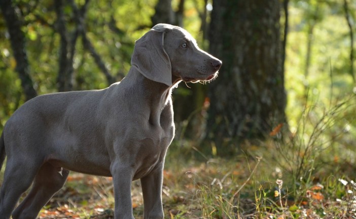 ויימרנר – Weimaraner