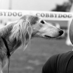 סלוקי – Saluki