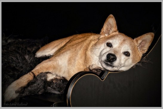שיבה אינו – Shiba Inu